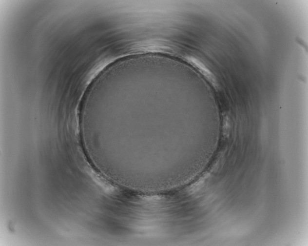 X0000099441031200805091308