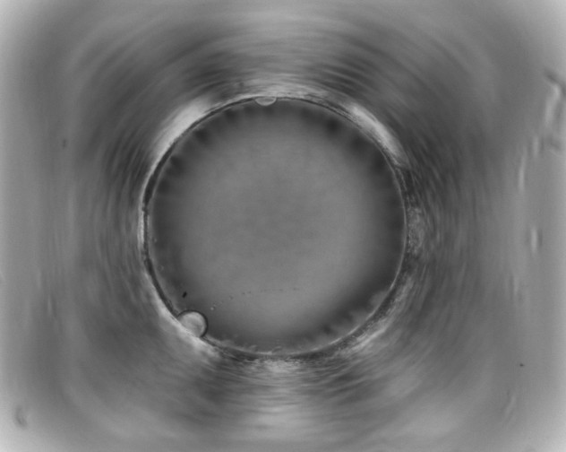 X0000099441095200805091307