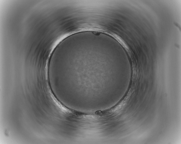 X0000099441246200805091305