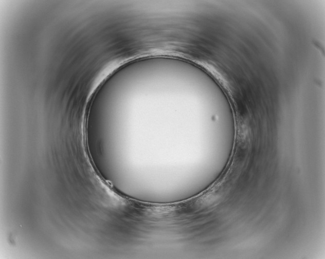 X0000099441294200805091304
