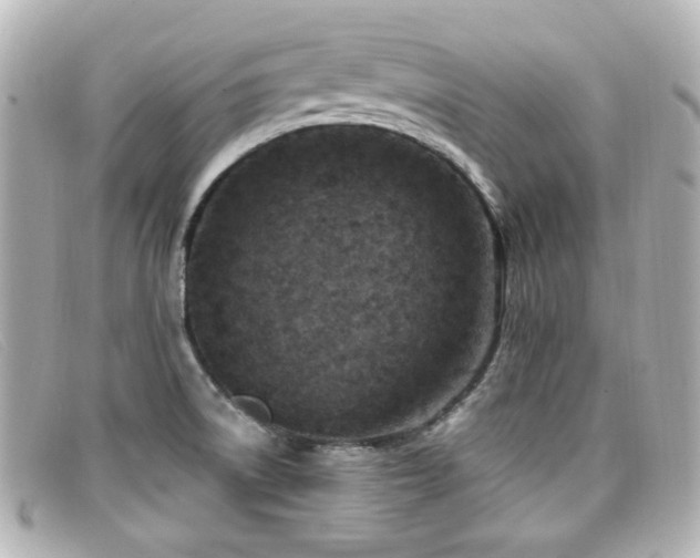 X0000099441522200805091301