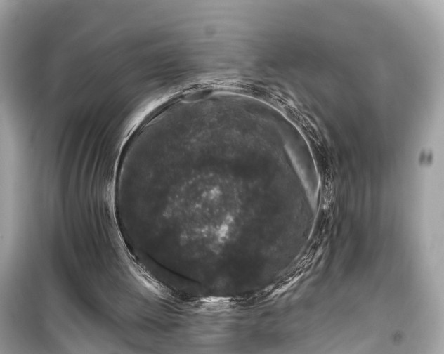 X0000099440052200805161144