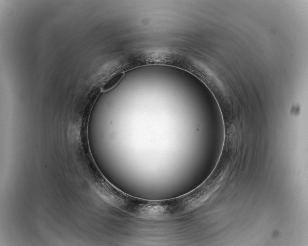 X0000099440217200805161142