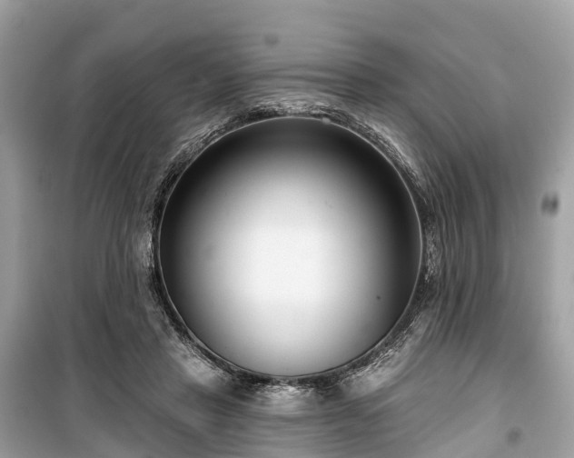 X0000099440453200805161137