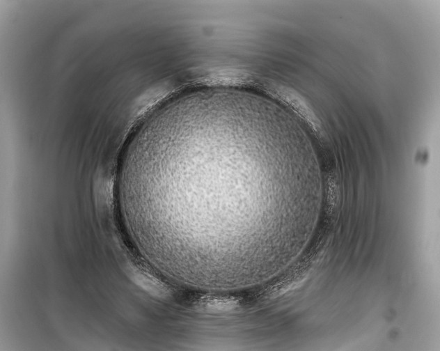 X0000099440491200805161137