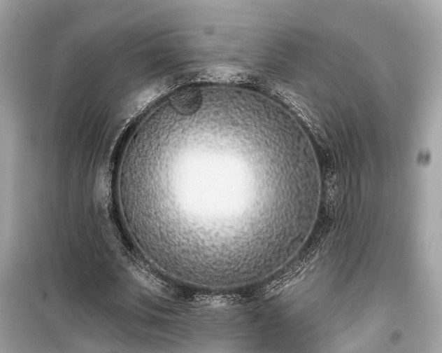 X0000099440679200805161134