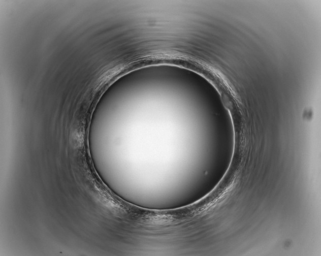 X0000099440833200805161131