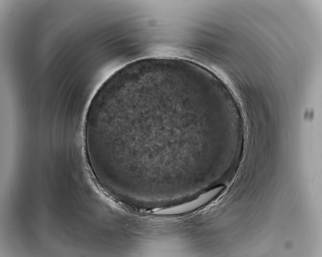 X0000099440864200805161132