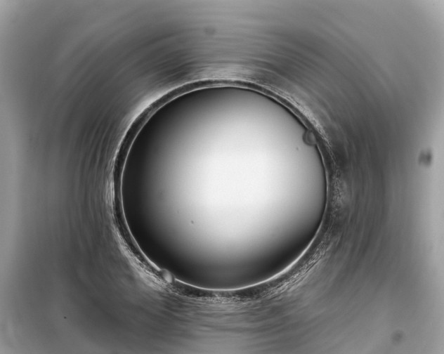 X0000099440980200805161130