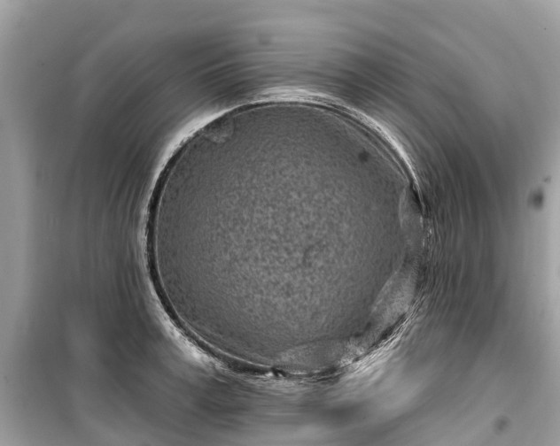 X0000099440995200805161129