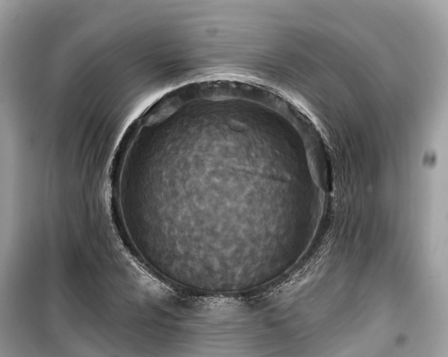 X0000099441024200805161129