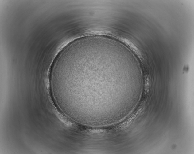 X0000099441031200805161129