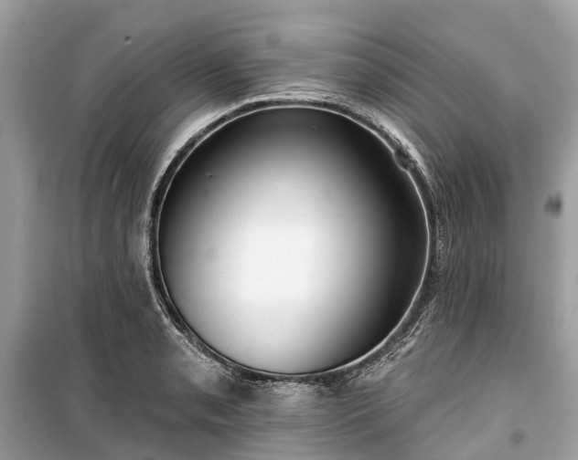 X0000099441085200805161128