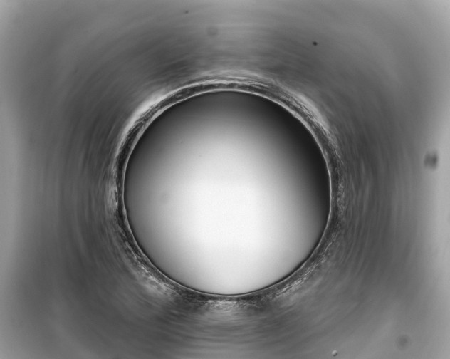 X0000099441172200805161127