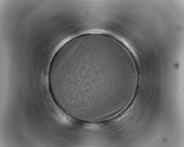 X0000099441229200805161126