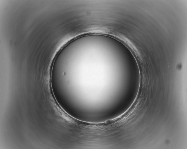 X0000099441240200805161126