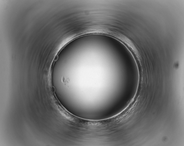 X0000099441242200805161126