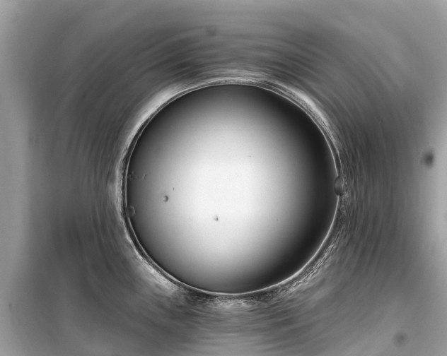 X0000099441243200805161126