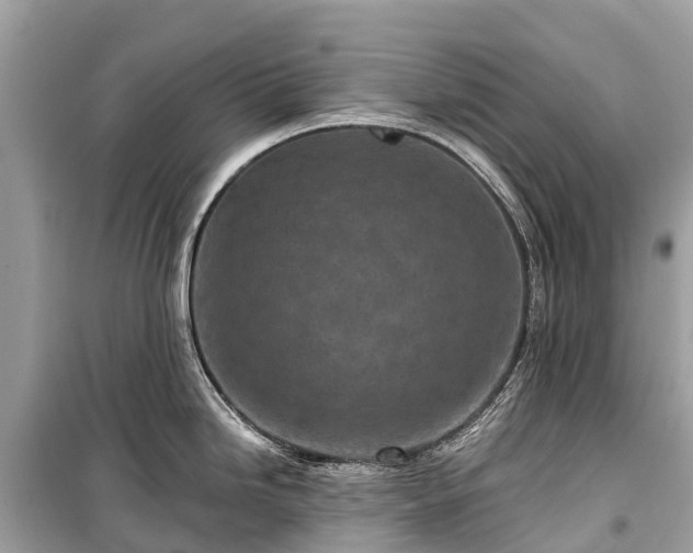 X0000099441246200805161126