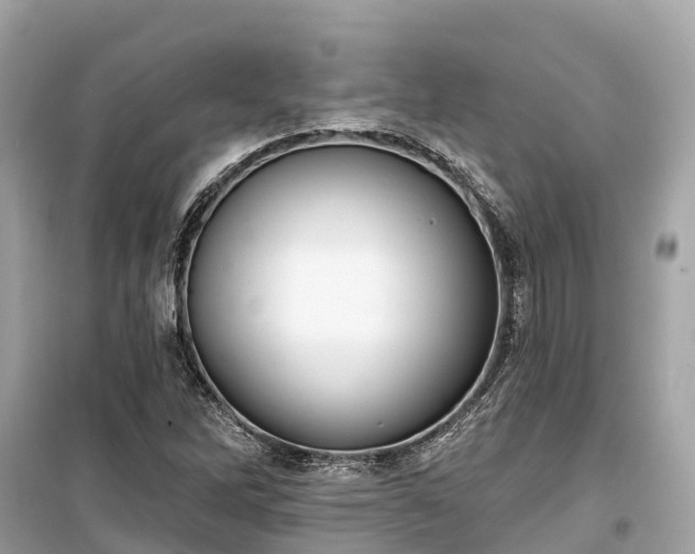 X0000099441262200805161125