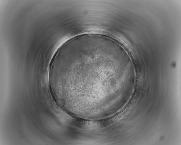 X0000099441275200805161125