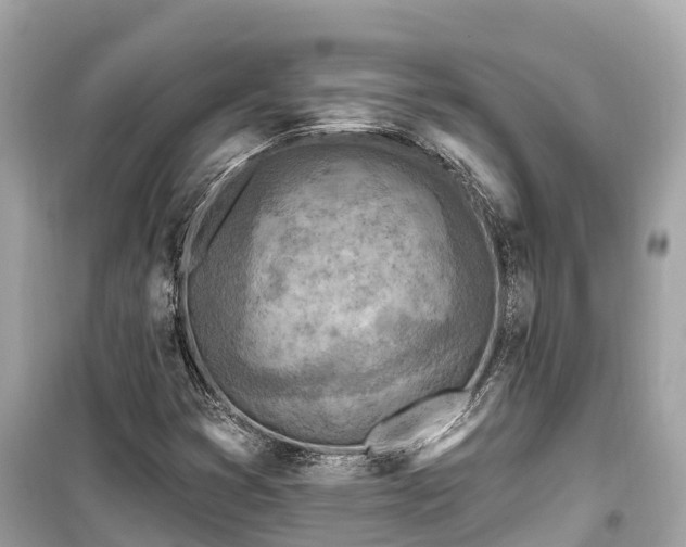 X0000099441353200805161124