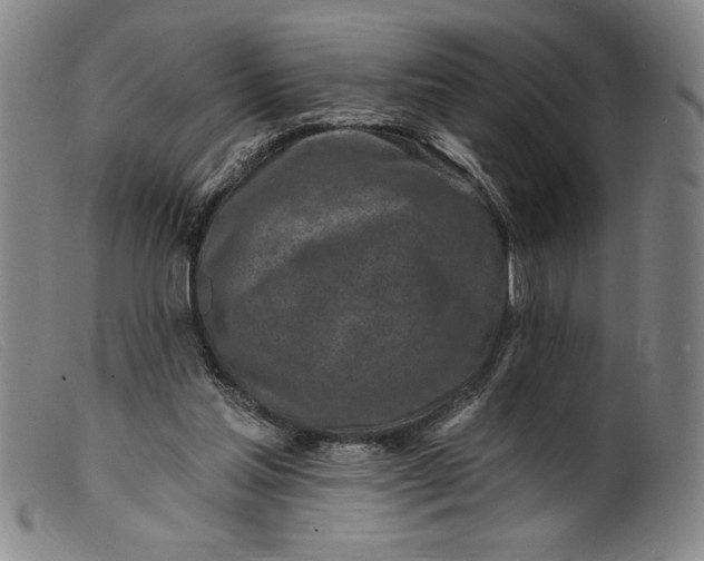 X0000099440205200805231725