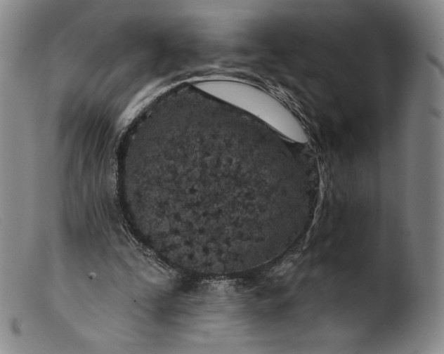 X0000099440295200805231724