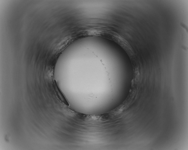 X0000099440329200805231724