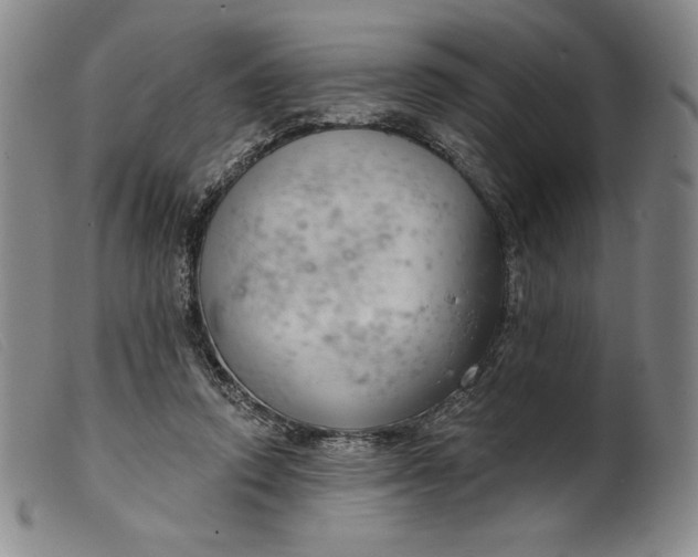 X0000099440354200805231723