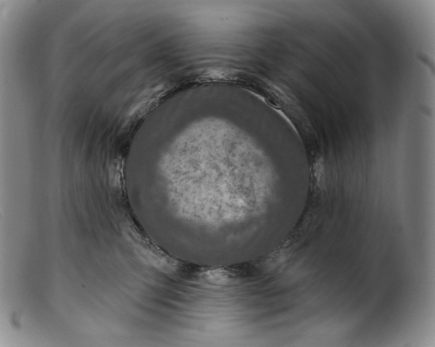 X0000099440423200805231722