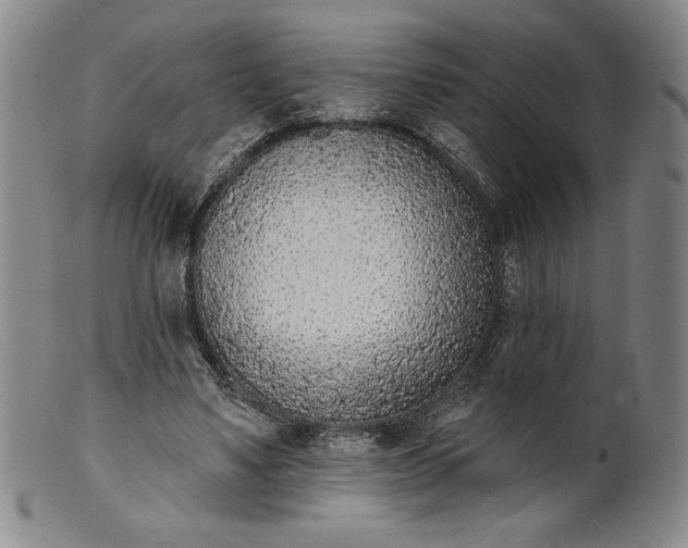 X0000099440491200805231721