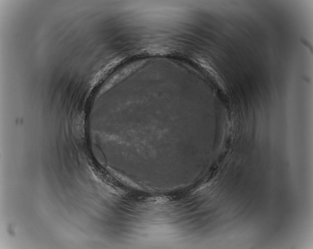 X0000099440492200805231721