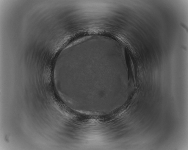 X0000099440496200805231721