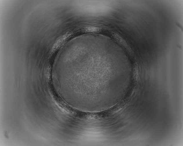 X0000099440736200805231717
