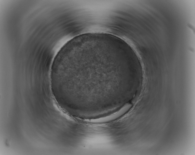 X0000099440864200805231716