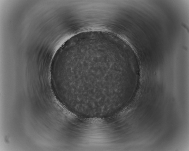 X0000099441024200805231712