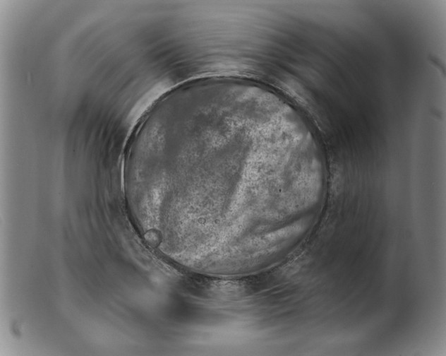 X0000099441275200805231709