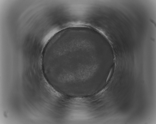 X0000099441463200805231705