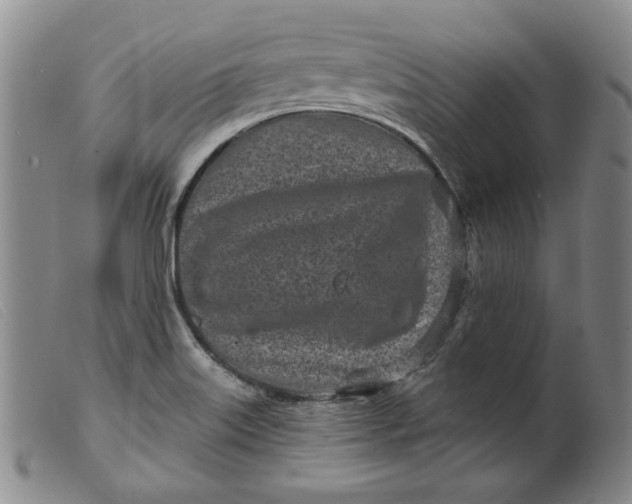X0000099441515200805231705