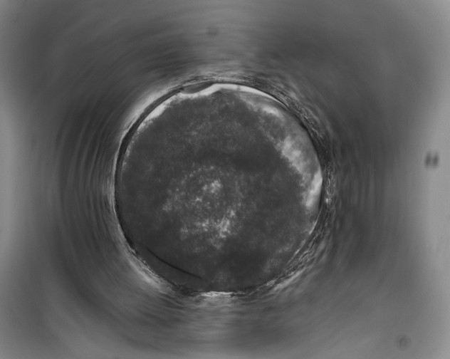 X0000099440052200805301500