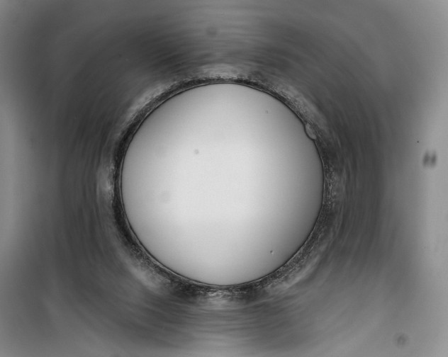 X0000099440064200805301500