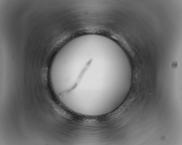 X0000099440066200805301500