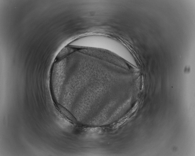 X0000099440100200805301500