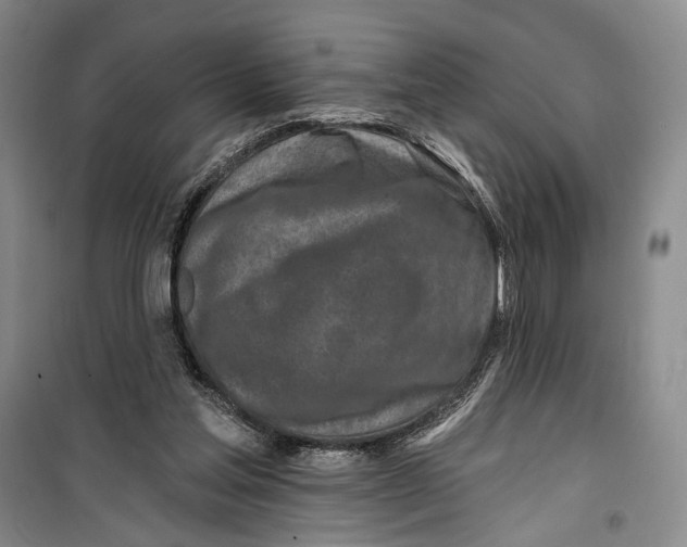 X0000099440205200805301458