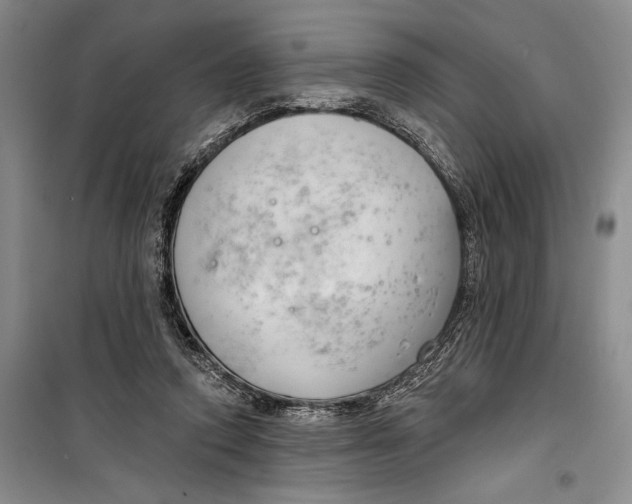 X0000099440354200805301456