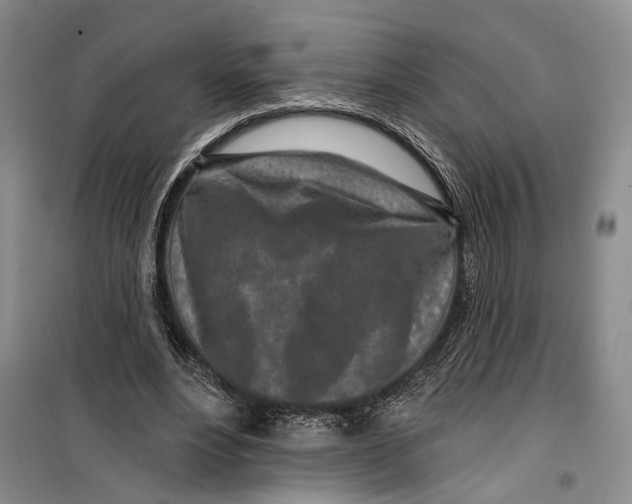 X0000099440488200805301454