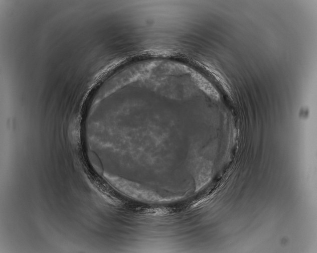 X0000099440492200805301454