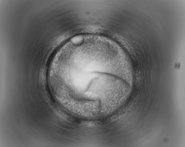 X0000099440679200805301451