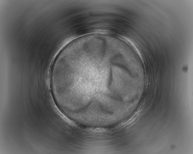 X0000099440851200805301449
